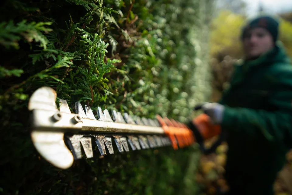 Hedge shaped and trimmed as part of routine maintenance